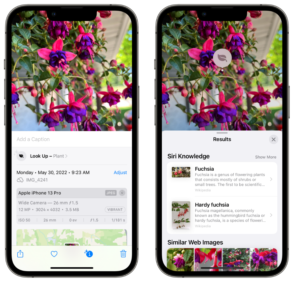 康县苹果手机维修分享小技巧：使用 iPhone 相机识别花卉植物 